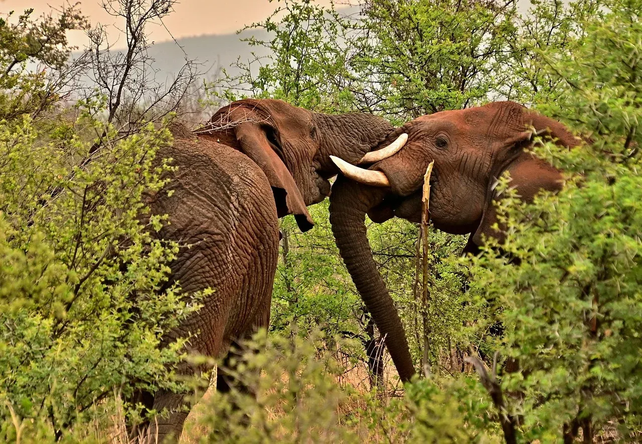 1-Day Hiking Mountain Longonot Experience - Kenya tours hero photo