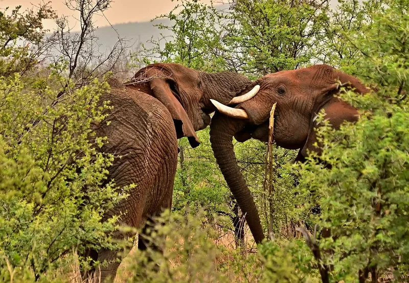 Ultimate the 5-Days Tailored Luxury Safari Across 4-Tanzanian Parks - Tanzania safari