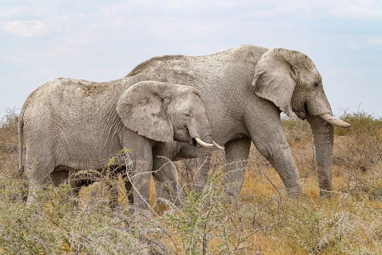 2-Day 4-Star Safari Plains Big 5 Only 2Hrs30Min from Jhb hero photo