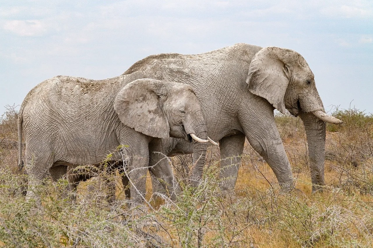 Full-Day Shared Kruger National Park Safari Experience from Hazyview gallery image