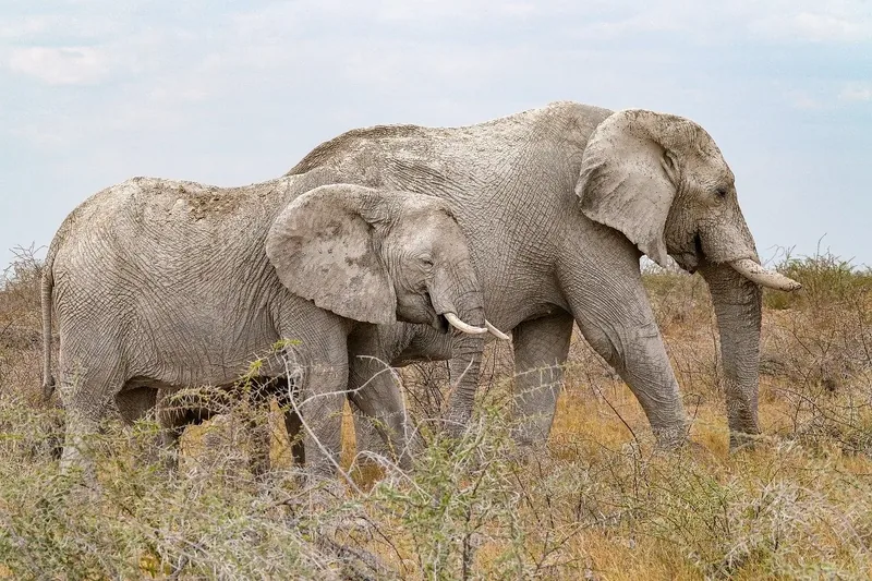 9-Day The Serengeti Trail with Zanzibar (Mid- Range) - Tanzania safari
