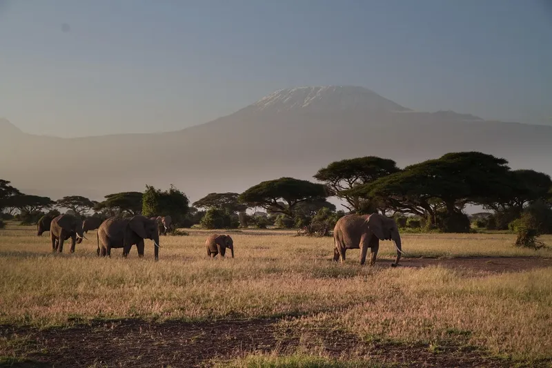 2 days Budget safari to Amboseli NP from Nairobi Adventure Tour