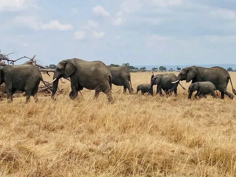 6 Day Nyerere, Mikumi & Udzungwa Mountains by Train