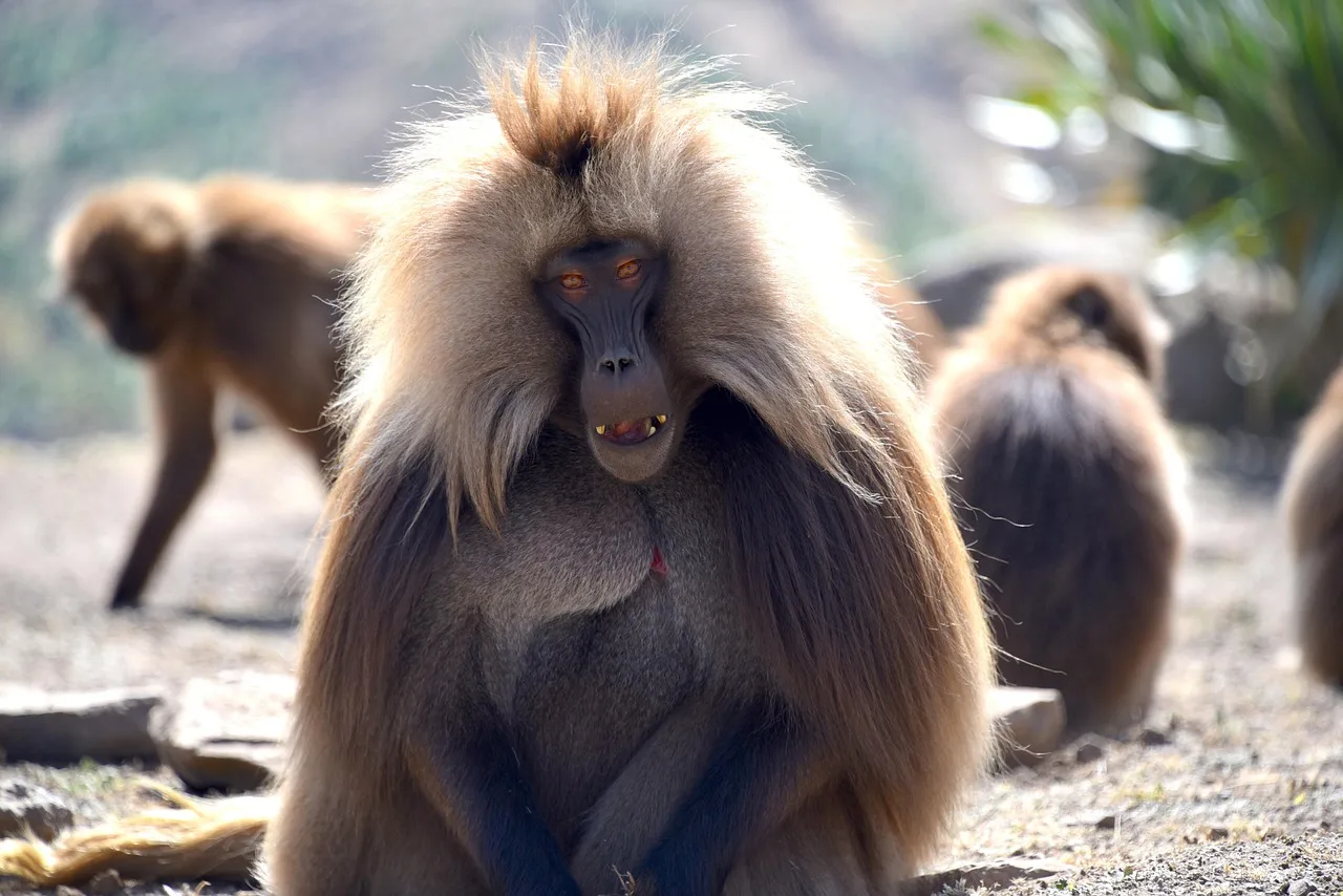 3-Day Awash National Park & Aledeghi Wildlife Reserve gallery image