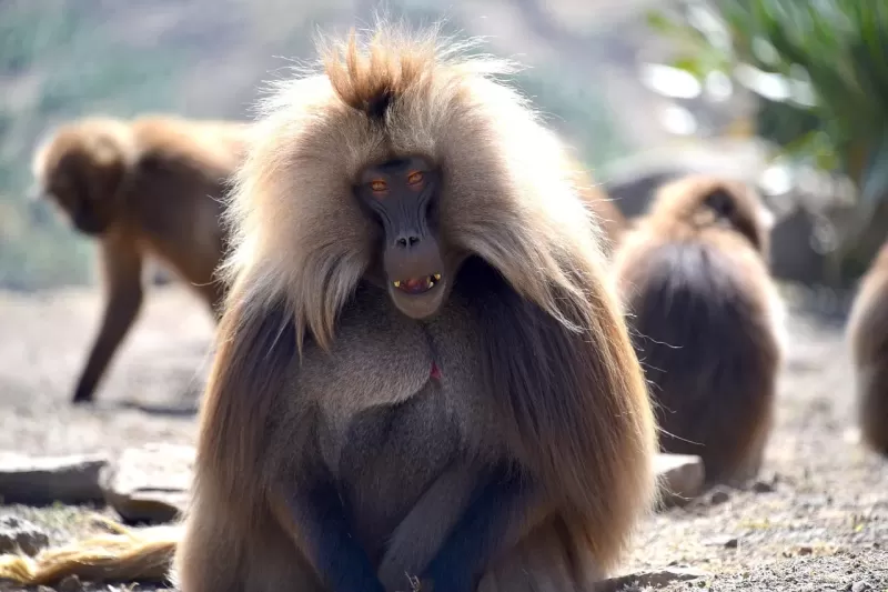3-Day Awash National Park & Aledeghi Wildlife Reserve gallery image