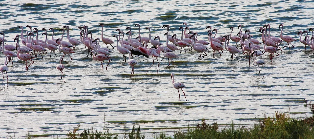 1-Day Lake Nakuru Mini Safari - Kenya safaris gallery image