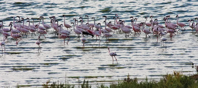 1-Day Lake Nakuru Mini Safari - Kenya safaris gallery image