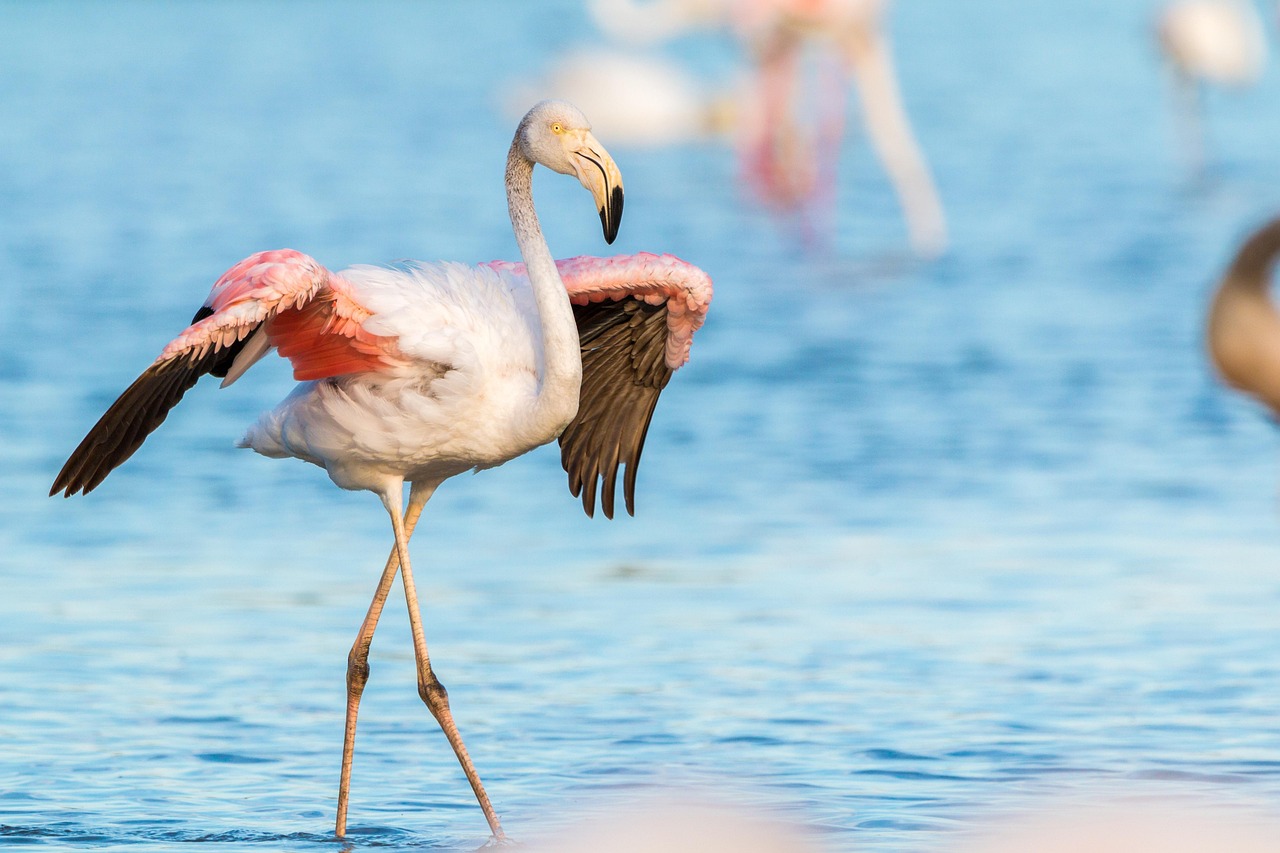8-Day Taste of Zanzibar and Safari - Tanzania safari gallery image