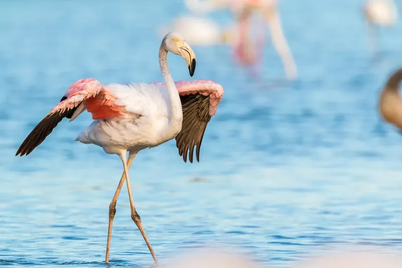 8-Day Taste of Zanzibar and Safari - Tanzania safari gallery image