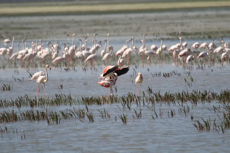 1-Day Lake Nakuru Mini Safari - Kenya safaris gallery image