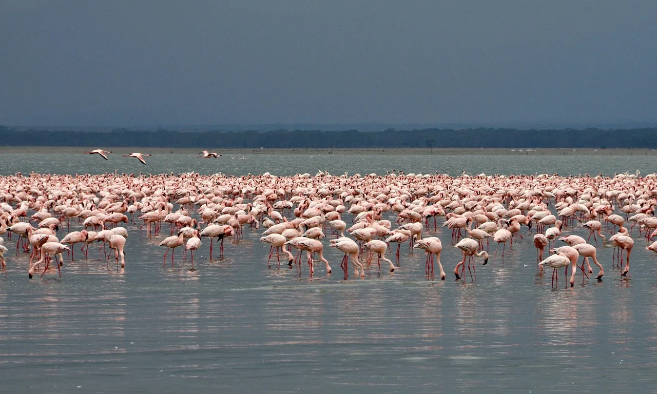 2-Day Luxury Tarangire & Ngorongoro Crater - Tanzania safari gallery image
