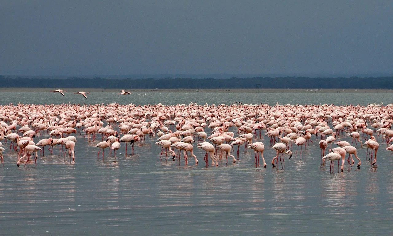 13-Day Tanzania Standard Safari & Zanzibar Island - Tanzania safari