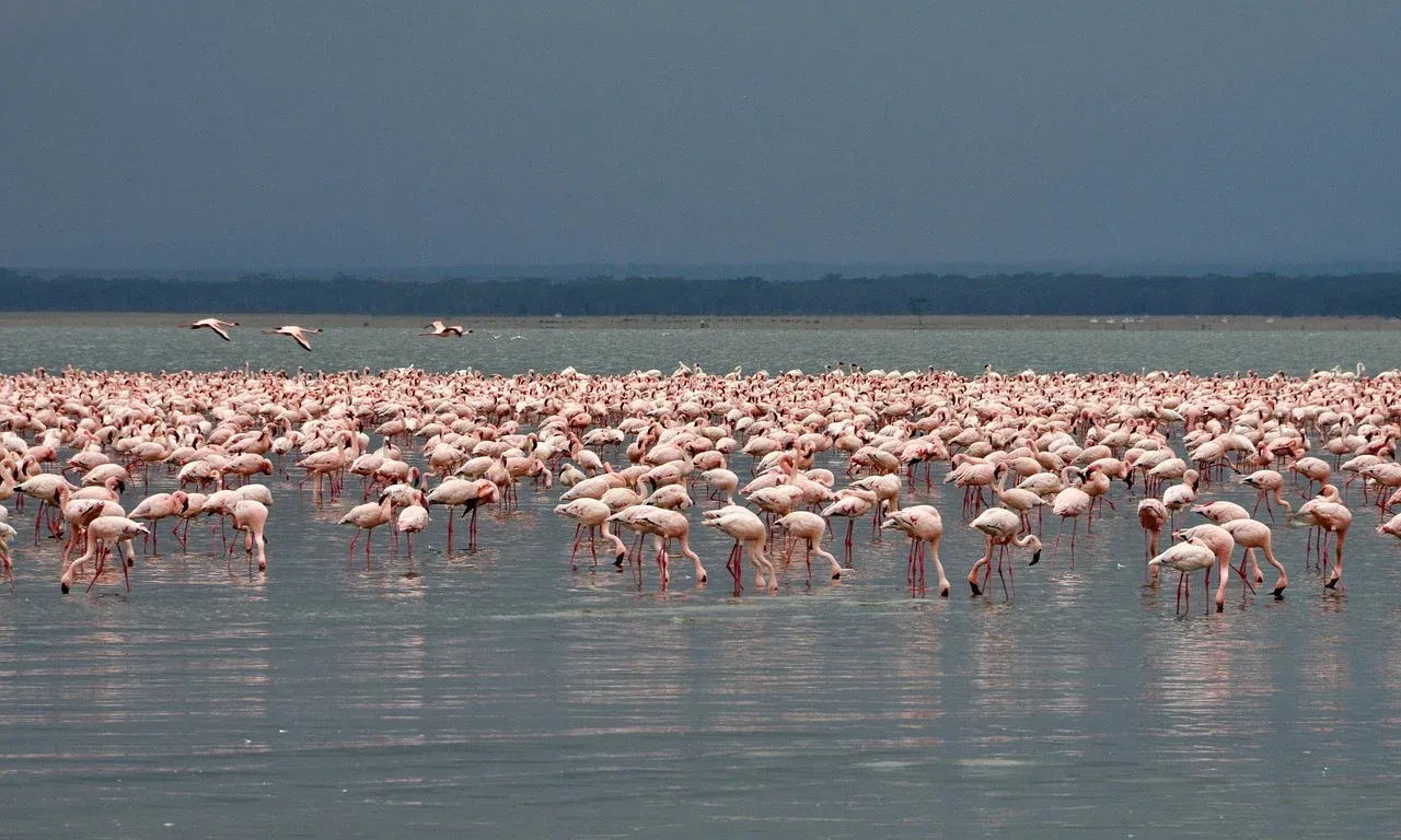 13-Day Tanzania Standard Safari & Zanzibar Island - Tanzania safari hero photo