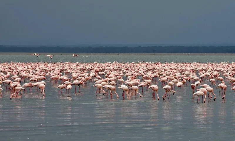 13-Day Tanzania Standard Safari & Zanzibar Island - Tanzania safari