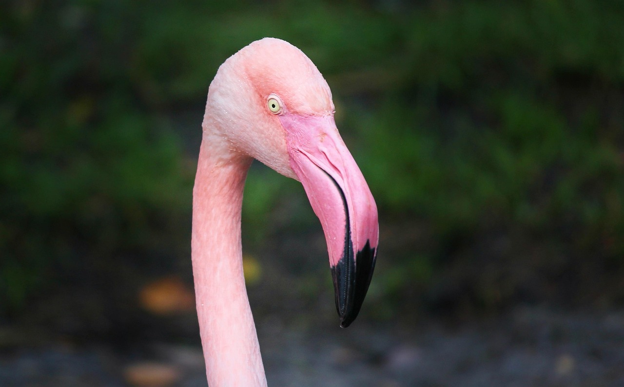 2-Day Affordable Northern Circut Safari Tanzania gallery image