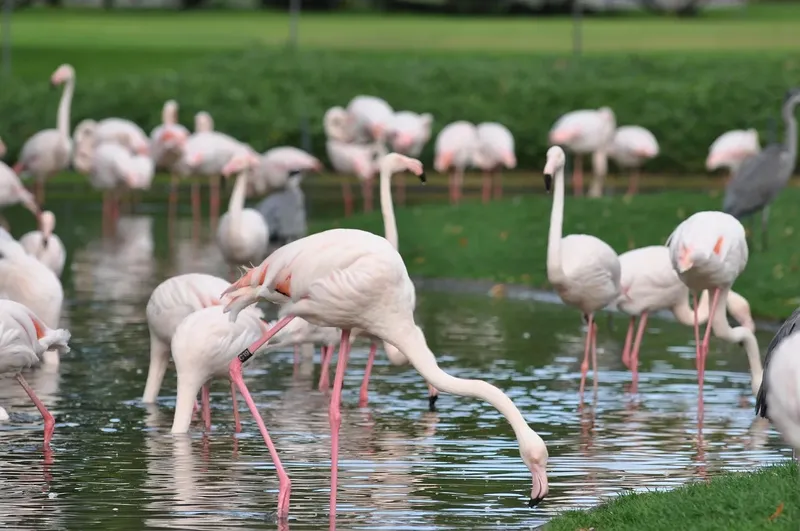 4-Day Fly in Group Safari Tarangire, Serengeti & Crater - Tanzania safari gallery image