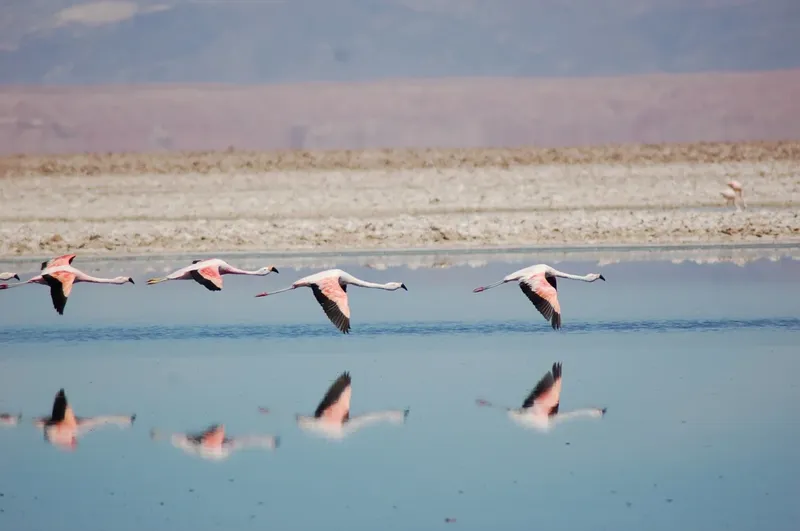 1-Day Fly Safari from Zanzibar to Nyerere National Park - Tanzania safari