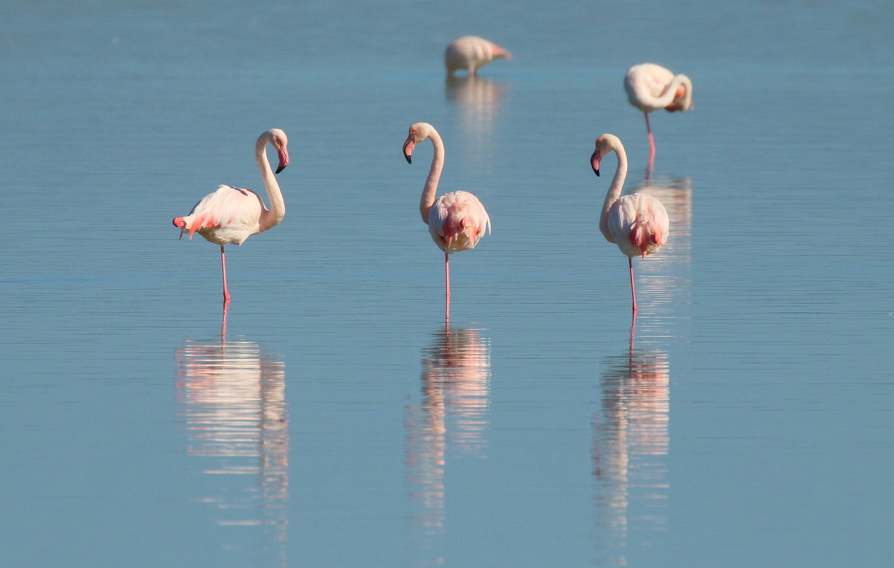 9-Day Northern Circuit Wildlife Safari & Zanzibar - Tanzania safari gallery image