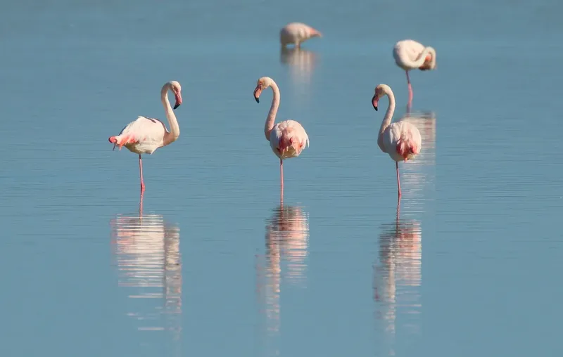 9-Day Northern Circuit Wildlife Safari & Zanzibar - Tanzania safari