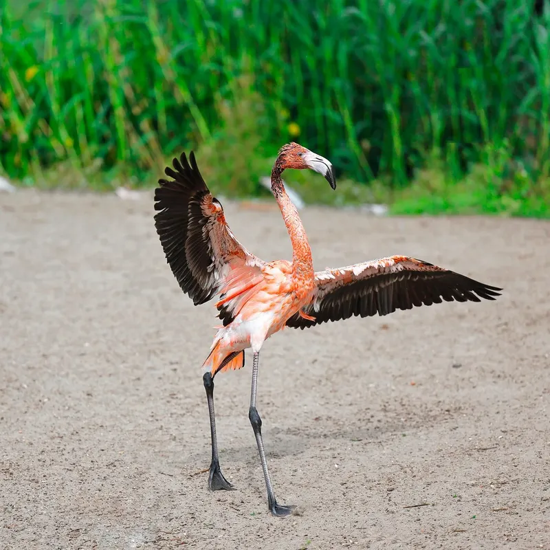 2-Day 1-Night Comfort Safari to Tarangire & Ngorongoro - Tanzania safari