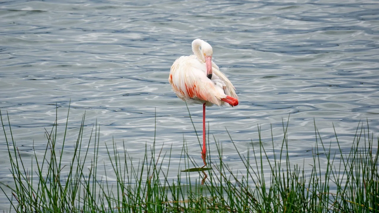 Experience 3-Day Fly in and out from Zanzibar to Serengeti & Crater - Tanzania safari gallery image
