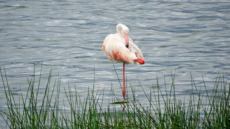 Experience 3-Day Fly in and out from Zanzibar to Serengeti & Crater - Tanzania safari gallery image