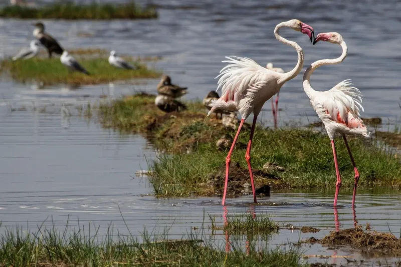 7-Day Migration Gnu Safari - Kenya & Tanzania Tour