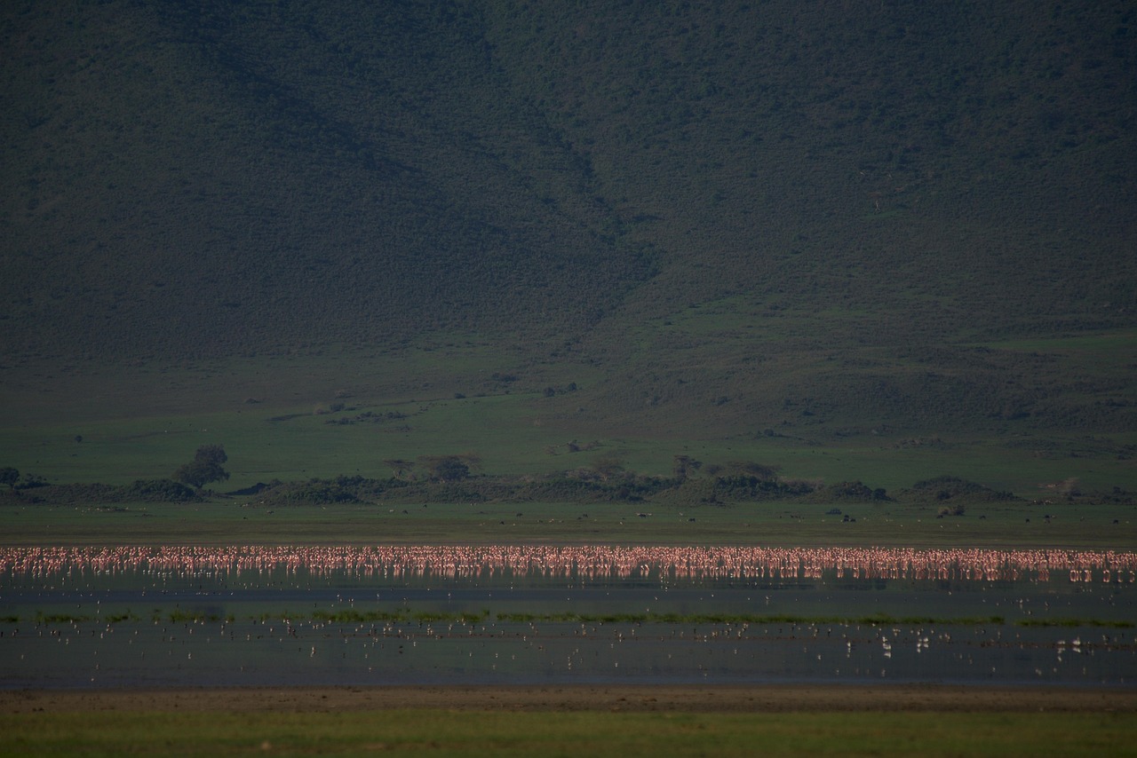 3-Day Adventure - Zanzibar to the Wilderness - Tanzania safari gallery image