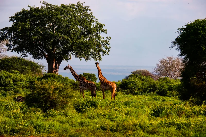 4-Day Tembera U Rwanda Gorilla Trip - Rwanda gallery image