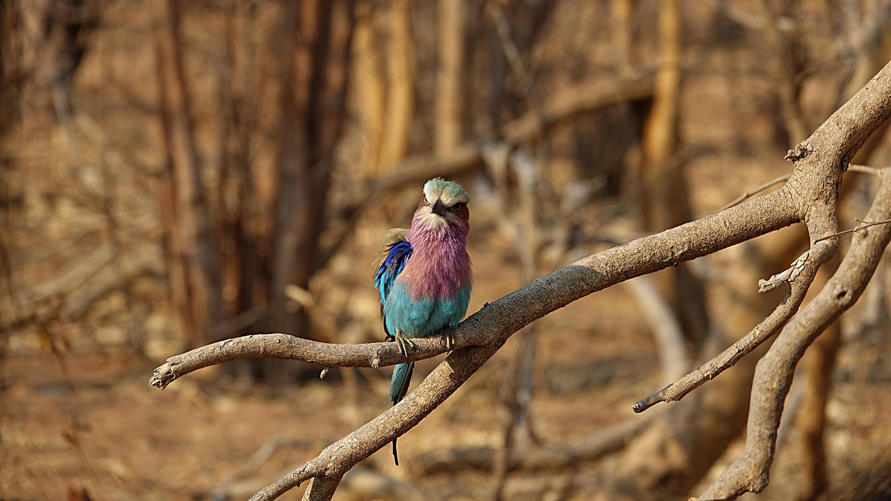  14 Days Luxury Cape Town, Okavango Delta & Victoria Fal gallery image