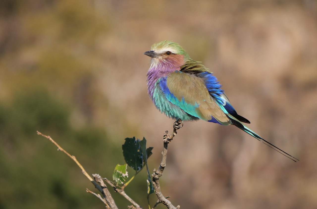 11 Days  Etosha, Caprivi, Chobe and Vic Falls Adventure gallery image
