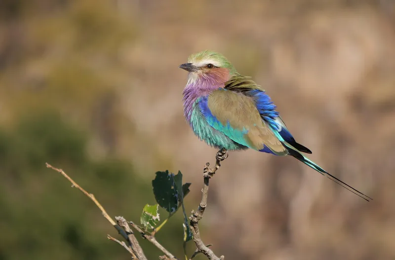 11 Days  Etosha, Caprivi, Chobe and Vic Falls Adventure gallery image