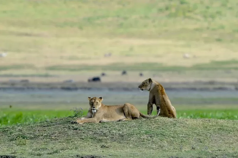 2 Days Amazing Trip to Ngorongoro Crater & L Eyasi