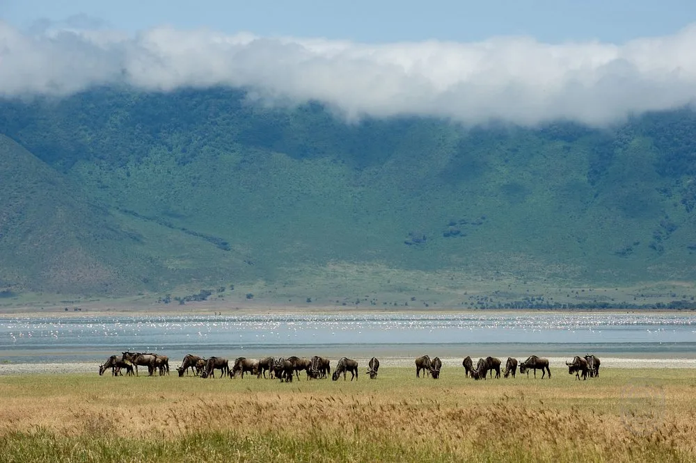 Immersing yourself in 4-Day Join Group Serengeti & Ngorongoro Crater Tour gallery image