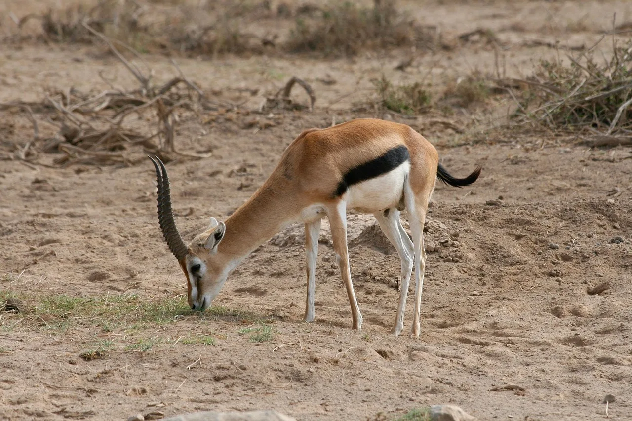 2-Day Private Budget Safari Tarangire, Ngorongoro gallery image