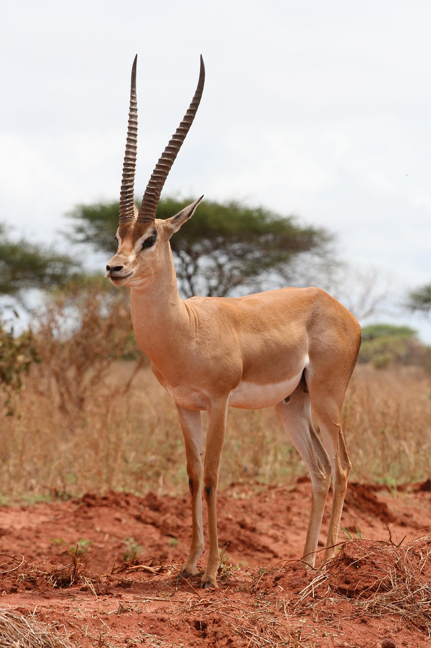 10-Day Tanzania Safari & Zanzibar Beach - Tanzania safari gallery image