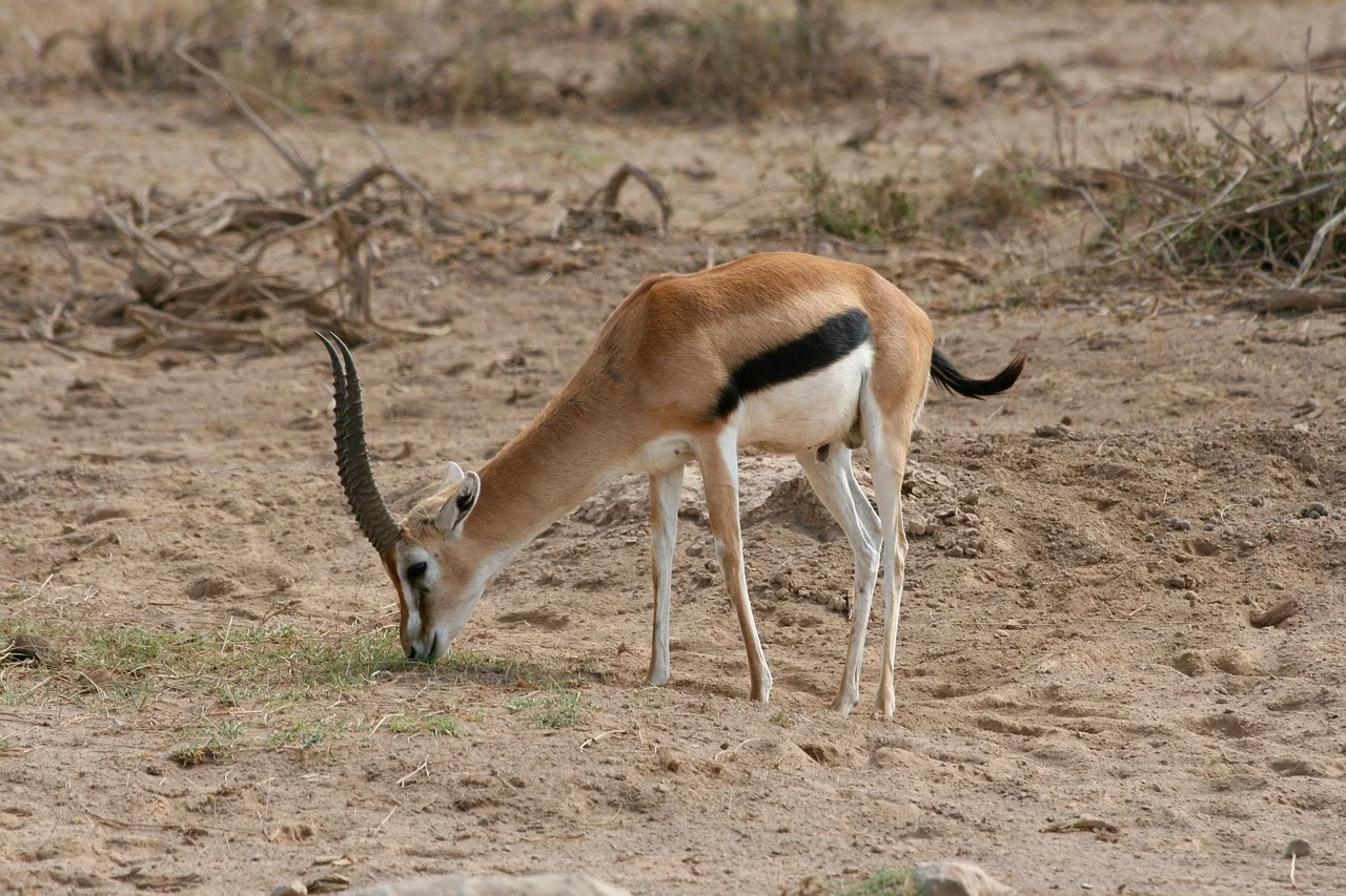 2 days mid-range safari to Amboseli NP from Nairobi Adventure Tour