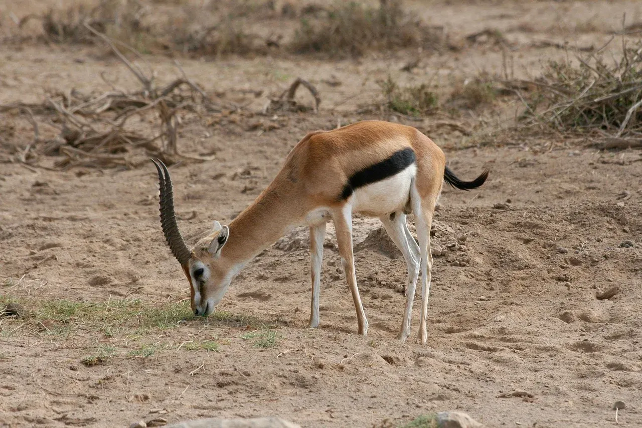 2 days mid-range safari to Amboseli NP from Nairobi Adventure Tour hero photo