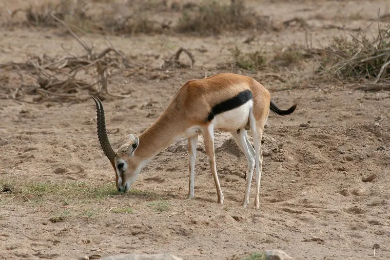 2 days mid-range safari to Amboseli NP from Nairobi Adventure Tour