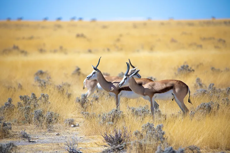 Experience the Unforgetable 19-Day Tanzania Western & Southern Safari & Chimpanzee - Tanzania safari gallery image