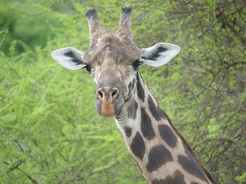 2-Day Safari, Tarangire and Lake Manyara National Park