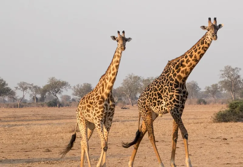 ½-Day Rhino Trekking, Bush Walk and Safari Game Drive gallery image