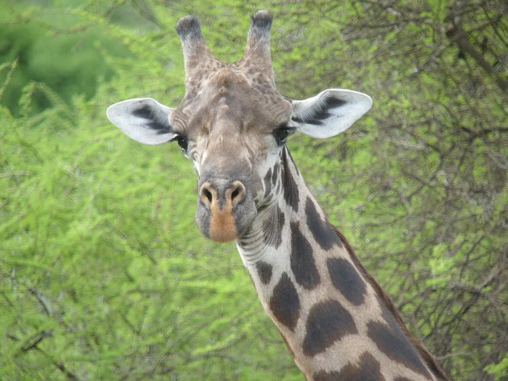 4 Days Enjoy Udzungwa and Mikumi NP gallery image