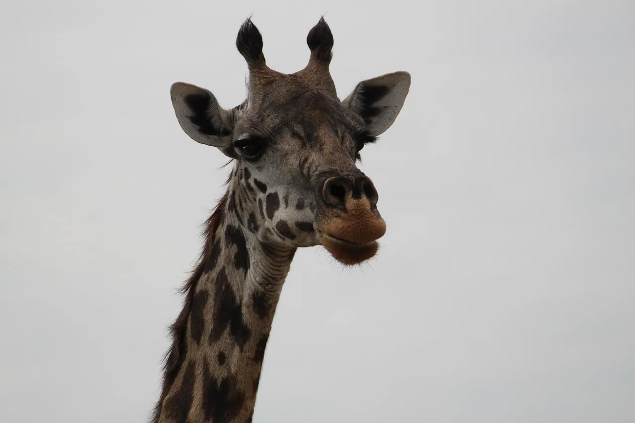 6-Day Midrange Private Safari - Tanzania safari hero photo