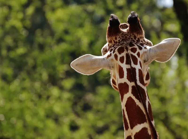 1-Day Nairobi Park Sheldrick and Giraffee Centre - Kenya tours gallery image