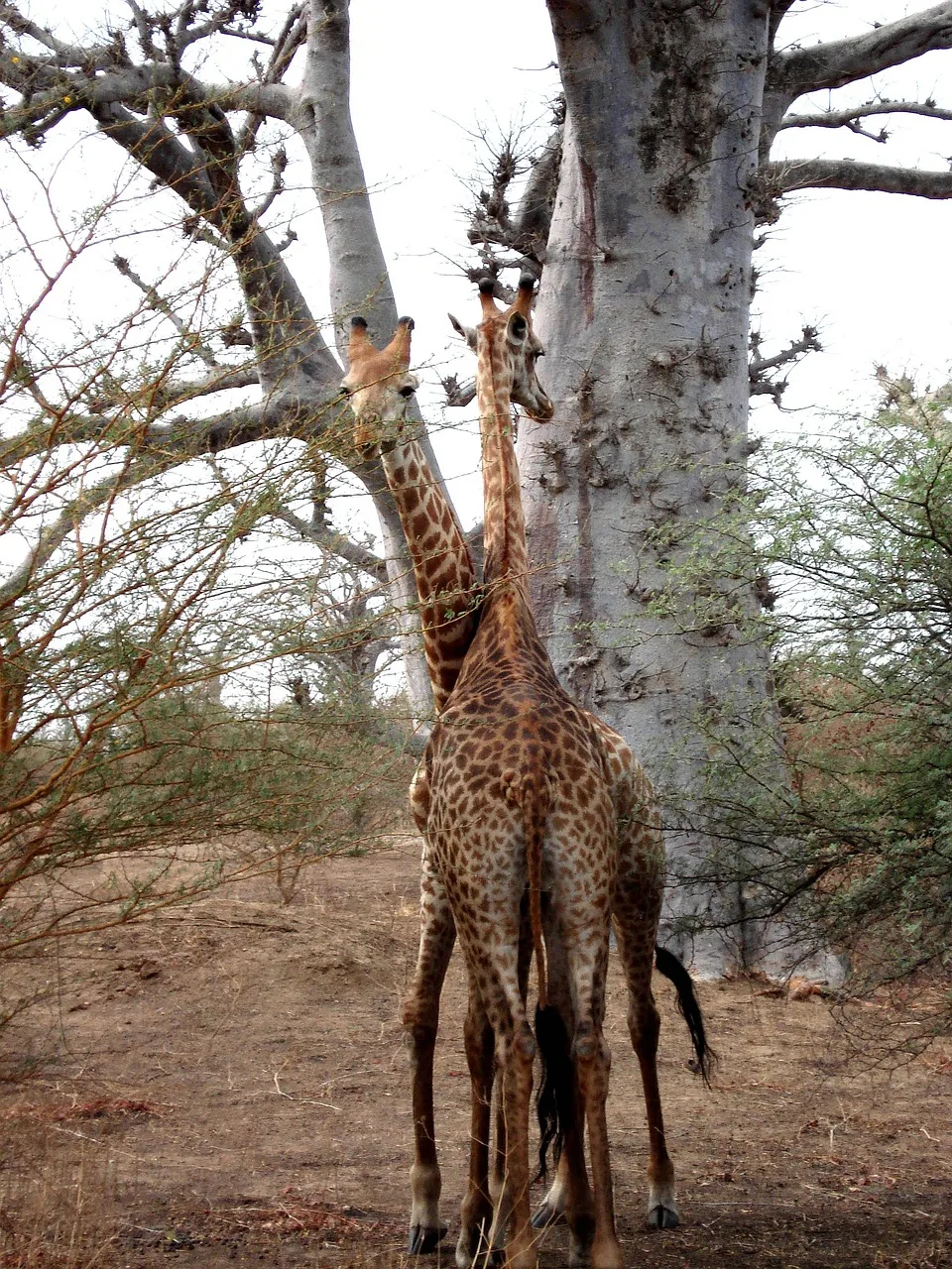 2-Day Tsavo East and Taita Hills Adventure from Coast - Kenya tours gallery image