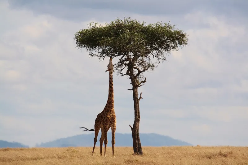 5-Day Luxury Safari in Masai Mara - Kenya safaris gallery image