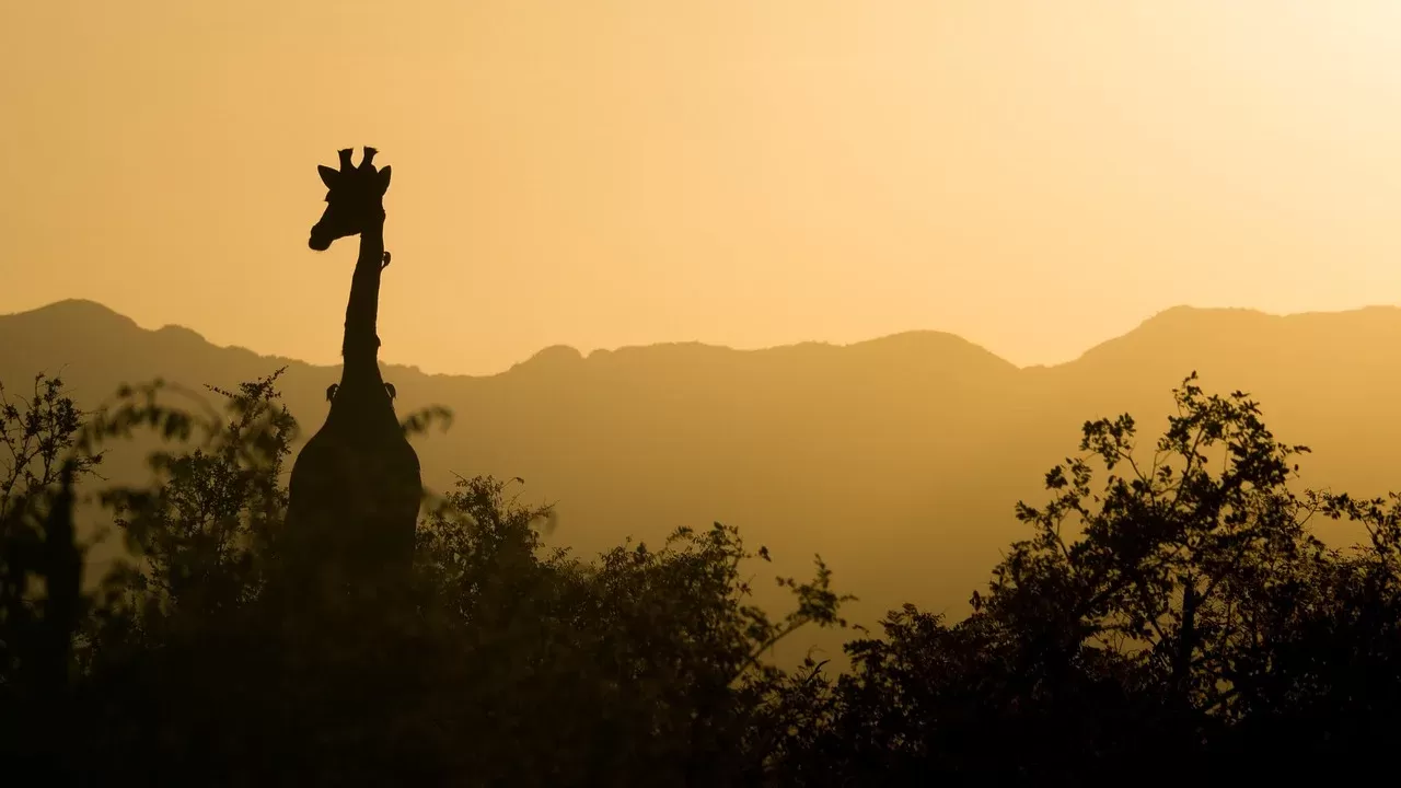 8-Day Game Safari in Rwanda hero photo