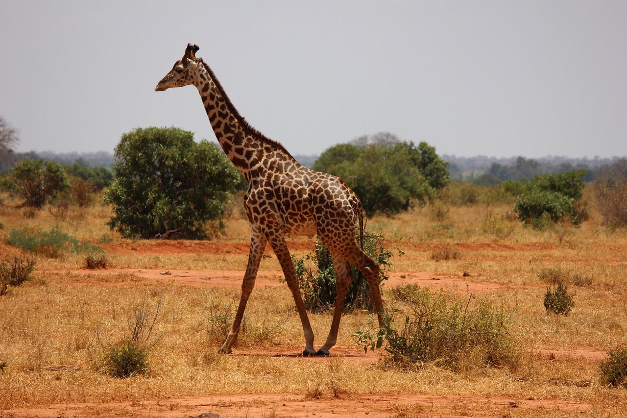 1-Day Safari to Amboseli National Park - Kenya tours gallery image