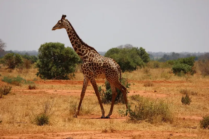 4-Day Affordable Masai Mara Safari - Kenya safaris
